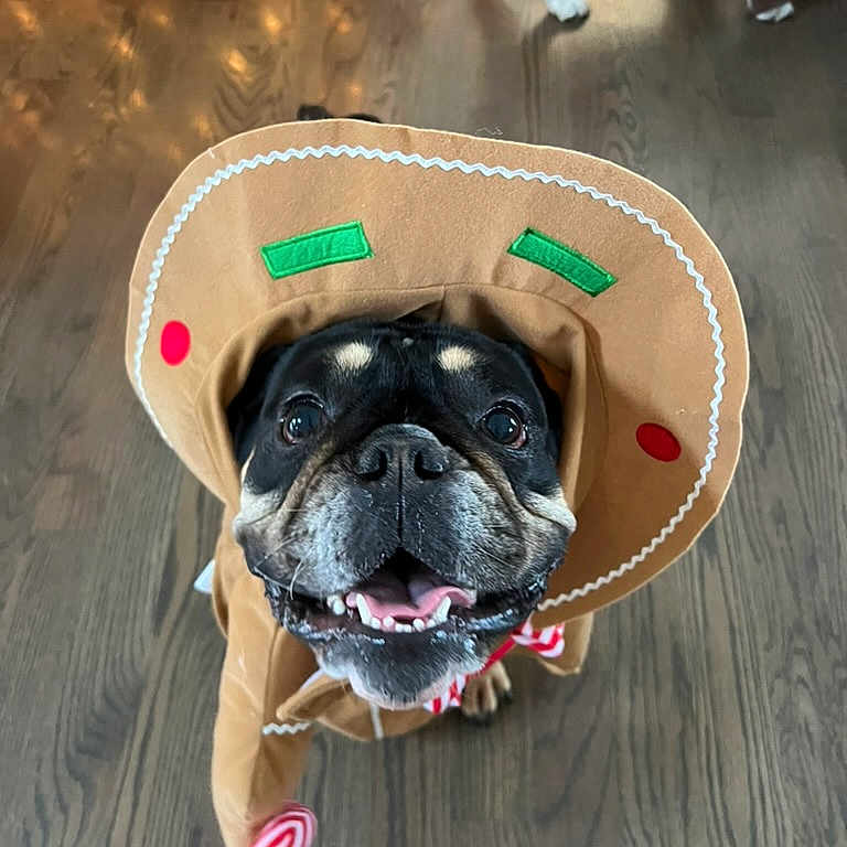 Marlo is registered to the contest to win money with this photo: dog, costume, gingerbread_man, smiling, pet, indoor, wood_floor, festive, holiday, cute, animal, canine, playful, christmas_tree, decorations, background, brown, black, white, tongue