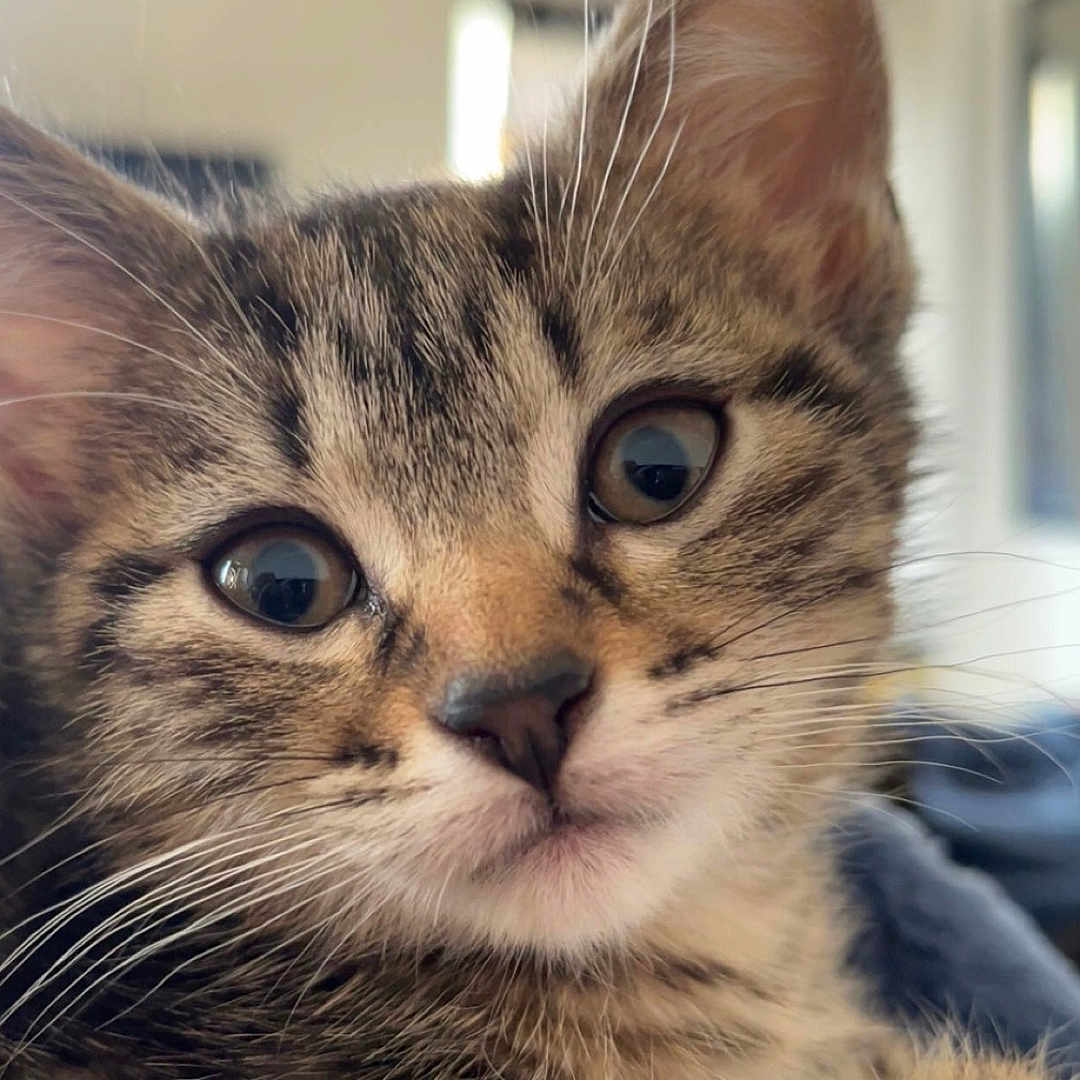 Rigatoni joined the competition — help win amazing prizes! abyssinian, animal, brasssection, cat, couch, furniture, horn, indoors, kitten, manx, musicalinstrument, pet