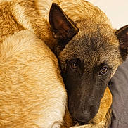 Tosca participe au concours pour gagner de l'argent avec cette photo : dog, dogs, puppy, sleeping, resting, cuddling, curled_up, furry, brown_fur, tan_fur, black_face, pointed_ears, close_up, portrait, indoors, bed, sofa, cozy, pet, animal