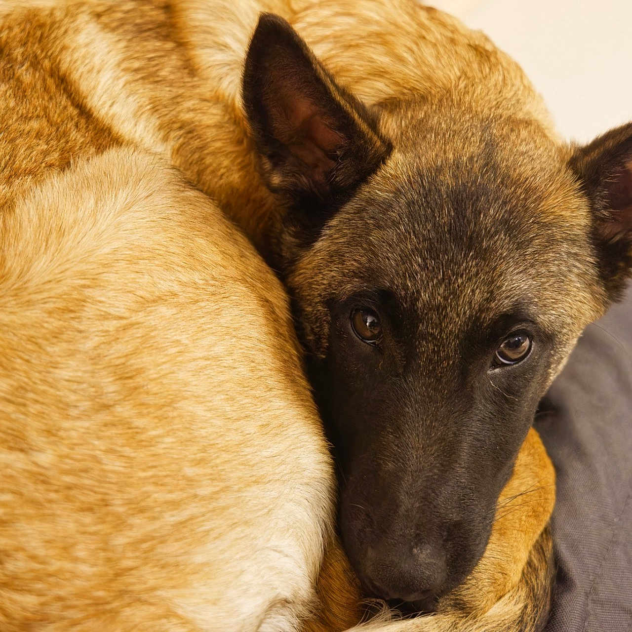 Tosca participe au concours pour gagner de l'argent avec cette photo : dog, dogs, puppy, sleeping, resting, cuddling, curled_up, furry, brown_fur, tan_fur, black_face, pointed_ears, close_up, portrait, indoors, bed, sofa, cozy, pet, animal