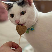 Kit is registered to the contest to win money with this photo: animal, black_markings, cat, close_up, collar, cute, domestic_animal, ears, feline, food, hand, heart_shaped_treat, indoor, licking, nose, pet, soft_focus, treat, whiskers, white_cat