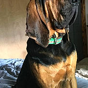 Russell Wayne is registered to the contest to win money with this photo: animal, bed, black, bloodhound, brown, canine, closeup, collar, dog, domestic, ears, fur, house, indoor, large_dog, looking_away, mammal, pet, portrait, sitting