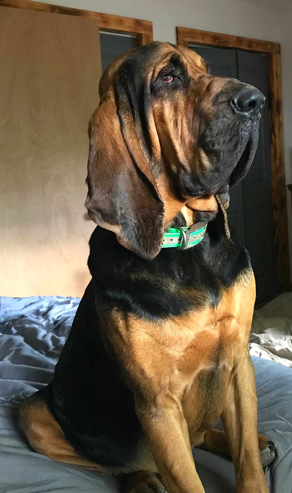 Russell Wayne is registered to the contest to win money with this photo: animal, bed, black, bloodhound, brown, canine, closeup, collar, dog, domestic, ears, fur, house, indoor, large_dog, looking_away, mammal, pet, portrait, sitting