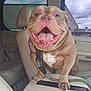 dog, bulldog, car_interior, center_console, leash, tongue_out, happy, pet, animal, smiling, seat, window, cloudy_sky, vehicle, leather_seat, close_up, canine, companion, indoor, daytime