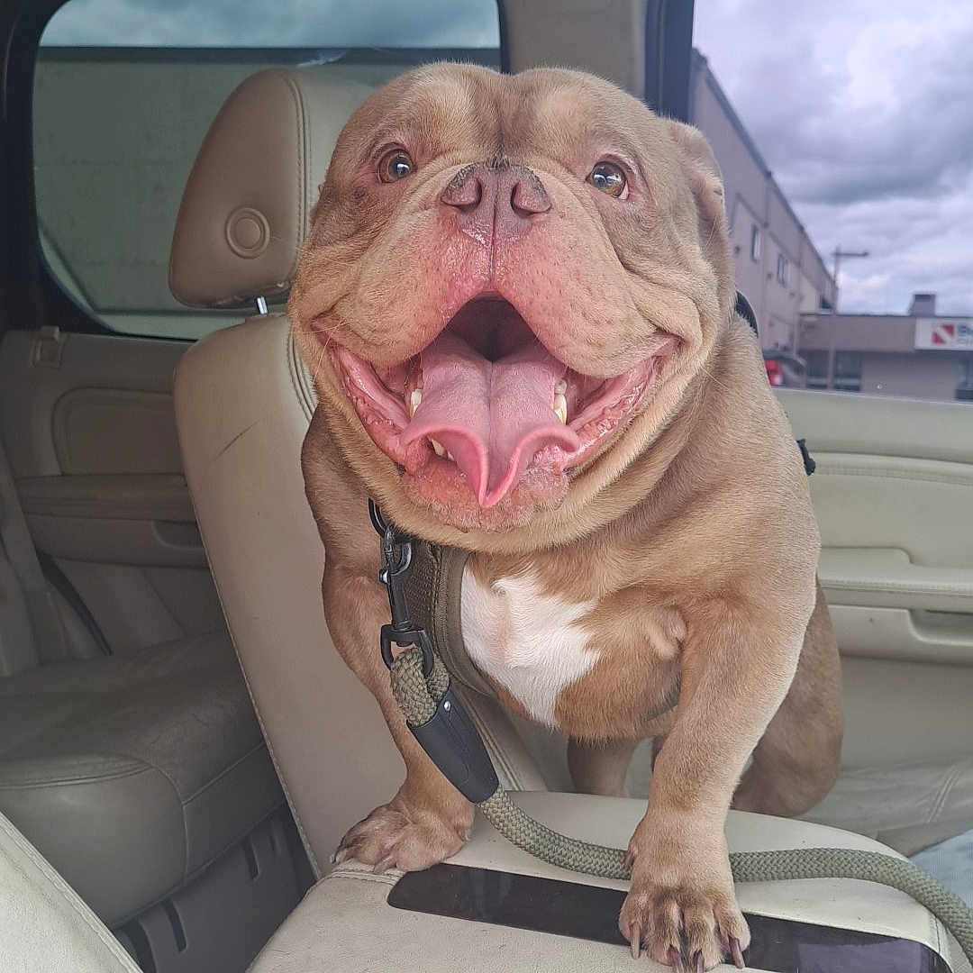 Max joined the competition — help win amazing prizes! animal, bulldog, canine, car_interior, center_console, close_up, cloudy_sky, companion, daytime, dog, happy, indoor, leash, leather_seat, pet, seat, smiling, tongue_out, vehicle, window