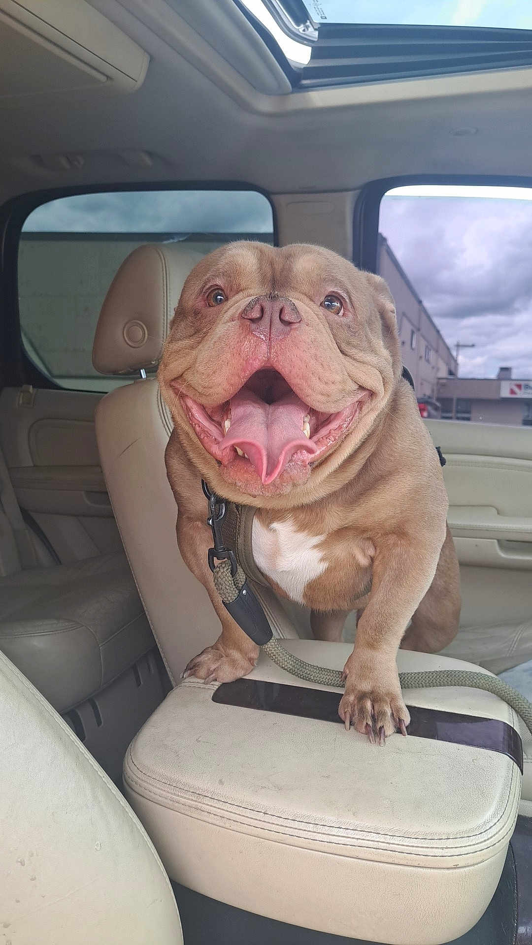 Max joined the competition — help win amazing prizes! dog, bulldog, car_interior, center_console, leash, tongue_out, happy, pet, animal, smiling, seat, window, cloudy_sky, vehicle, leather_seat, close_up, canine, companion, indoor, daytime