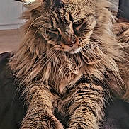 Shamane participe au concours pour gagner de l'argent avec cette photo : cat, maine_coon, tabby, fluffy, longhaired, pet, animal, feline, whiskers, ears, paws, fur, brown, black, portrait, sitting, indoors, furniture, relaxed, closeup
