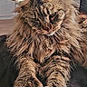 cat, maine_coon, tabby, fluffy, longhaired, pet, animal, feline, whiskers, ears, paws, fur, brown, black, portrait, sitting, indoors, furniture, relaxed, closeup