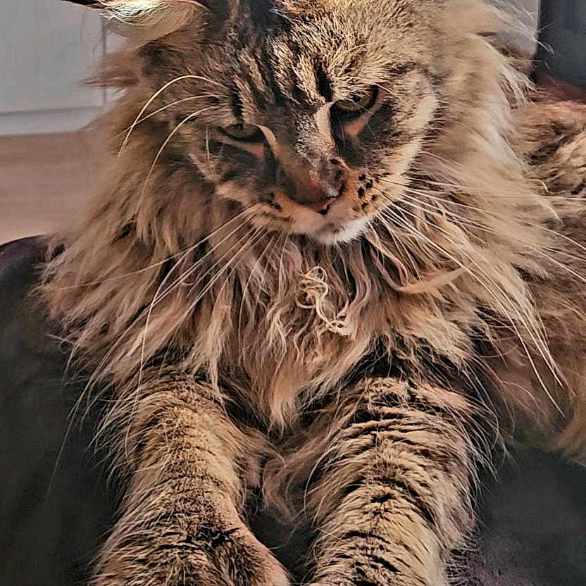 Shamane participe au concours pour gagner de l'argent avec cette photo : cat, maine_coon, tabby, fluffy, longhaired, pet, animal, feline, whiskers, ears, paws, fur, brown, black, portrait, sitting, indoors, furniture, relaxed, closeup