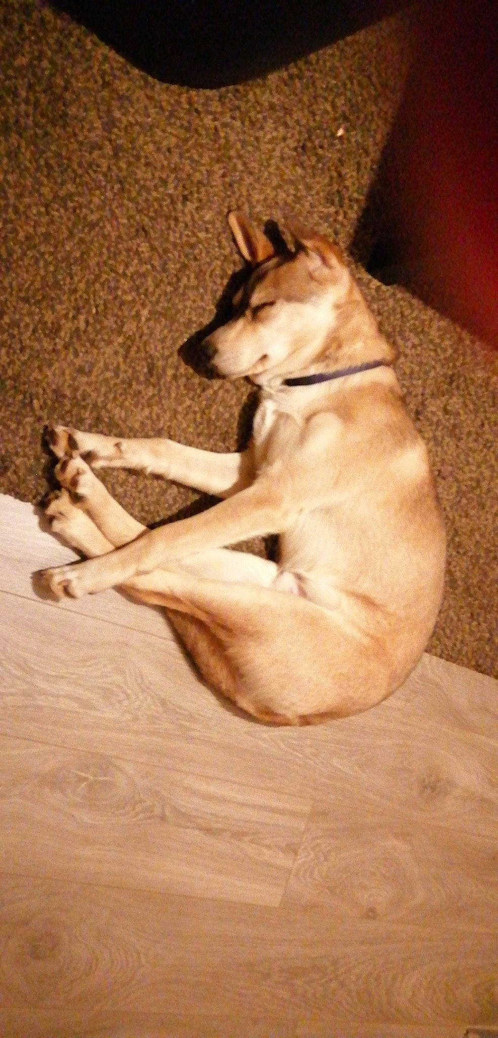 Pato participe au concours pour gagner de l'argent avec cette photo : canidae, carnivore, cat, dog_breed, fawn, felidae, mammal, singapura, small_to_medium_sized_cats, whippet