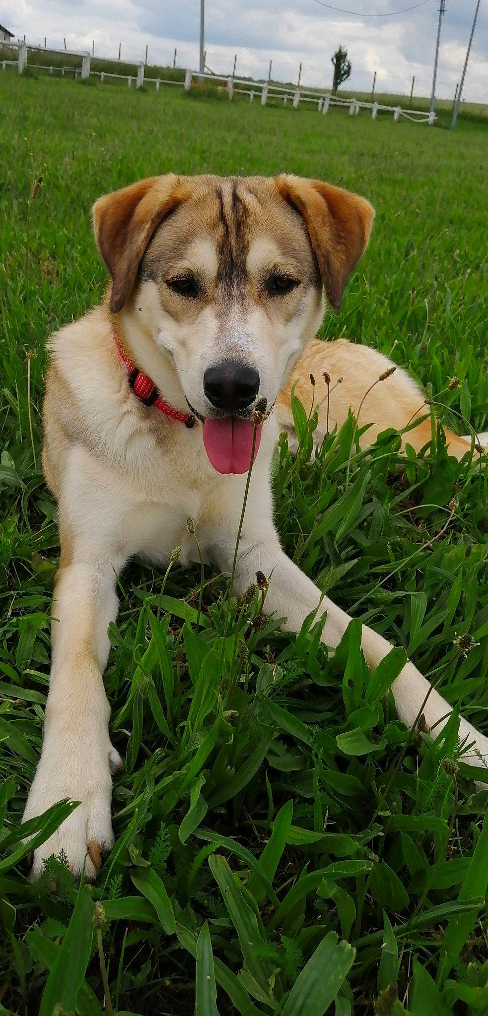 Pato a rejoint le concours — aidez-le/la à gagner de superbes lots ! ancient_dog_breeds, canidae, carnivore, catahoula_bulldog, companion_dog, dog, dog_breed, fawn, grass, mammal, plant, potcake_dog, rafeiro_do_alentejo, rare_breed_dog, snout, sporting_group