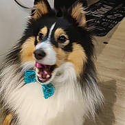 Ulysse a rejoint le concours — aidez-le/la à gagner de superbes lots ! dog, bow_tie, fluffy, pet, indoor, washing_machine, floor, black, white, tan, fur, ears, mouth_open, tongue, kitchen, cabinet, tile_floor, shadow, standing, animal