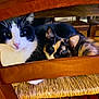 Chipie participe au concours pour gagner de l'argent avec cette photo : cat, two_cats, black_and_white_cat, calico_cat, chair, wooden_chair, woven_seat, indoor, pet, animal, feline, resting, close_up, cute, domestic_cat, household, cozy, companionship, looking, fur