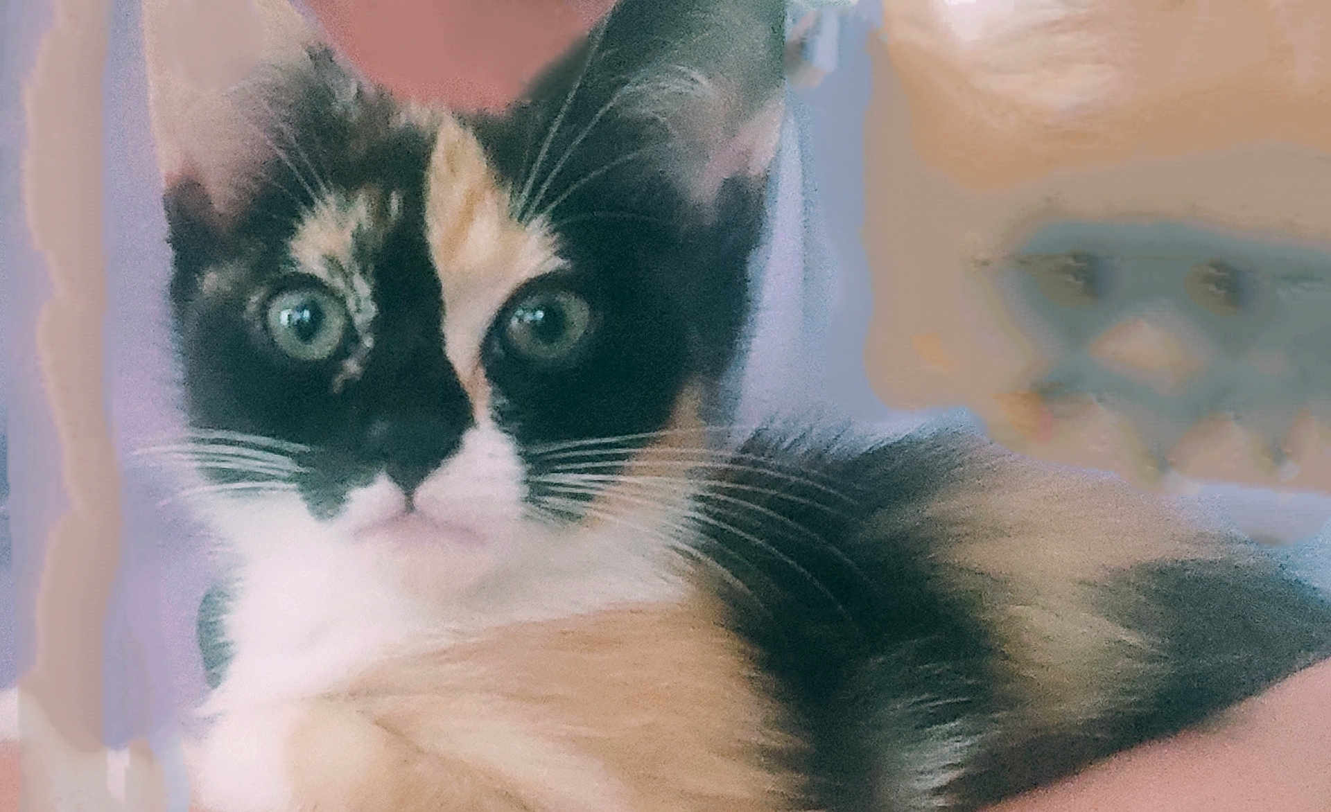 Chipie