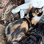 Chipie participe au concours pour gagner de l'argent avec cette photo : cat, kitten, feline, animal, pet, fur, outdoor, snuggling, resting, calico, white_cat, tabby, nature, closeup, cute, sleeping, ground, friendship, three_cats, companionship