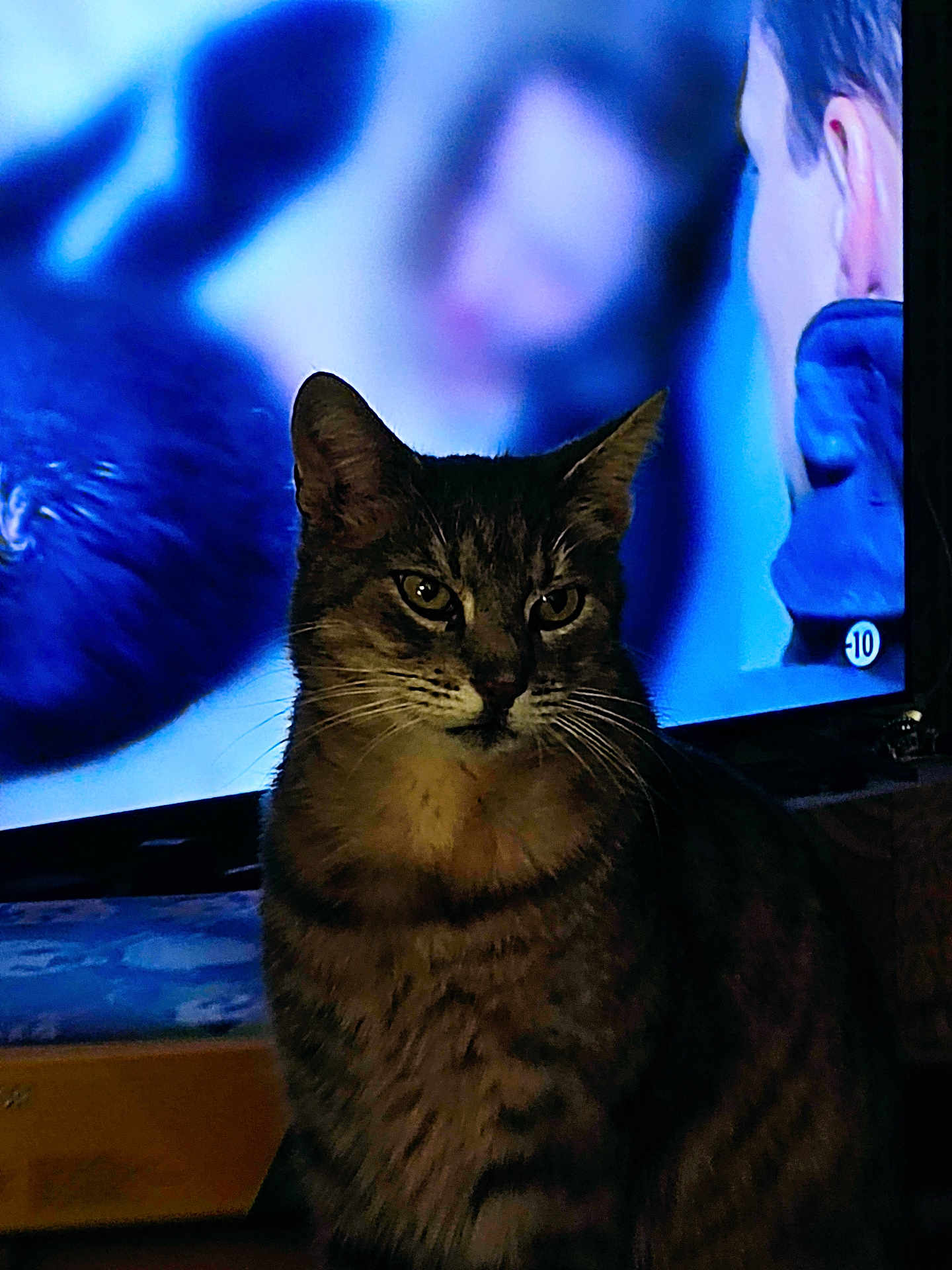 Ponpon participe au concours pour gagner de l'argent avec cette photo : animal, blurred_background, cat, closeup, dark, domestic_animal, ears, feline, fur, indoor, light, mammal, pet, portrait, sitting, striped, tabby_cat, television, watching, whiskers