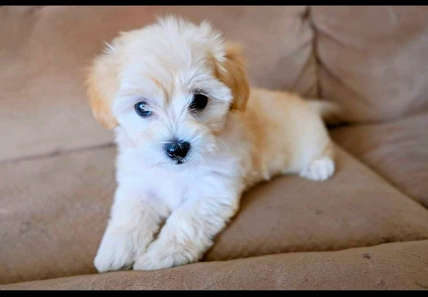 Nora joined the competition — help win amazing prizes! canidae, carnivore, comfort, companion_dog, dog, dog_breed, dog_supply, fur, labradoodle, maltepoo, poodle_crossbreed, puppy_love, shih_poo, small_terrier, snout, sporting_group, terrier, toy_dog, water_dog, working_animal