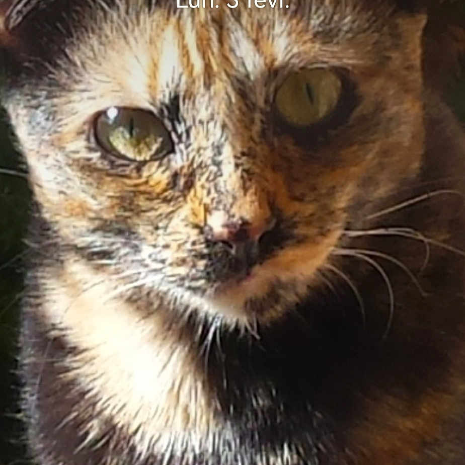 Gribouille participe au concours pour gagner de l'argent avec cette photo : abyssinian, advertisement, angora, animal, blackcat, book, brasssection, cat, envelope, greetingcard, horn, kitten, mail, manx, musicalinstrument, pet, photography, poster, publication, snout
