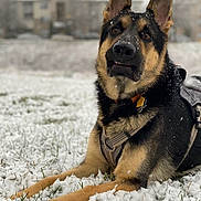 Eko joined the competition — help win amazing prizes! dog, german_shepherd, snow, outdoor, pet, animal, winter, fur, canine, lying_down, harness, nature, grass, cold, mammal, portrait, alert, daytime, background, residential