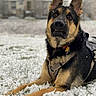 alert, animal, background, canine, cold, daytime, dog, fur, german_shepherd, grass, harness, lying_down, mammal, nature, outdoor, pet, portrait, residential, snow, winter
