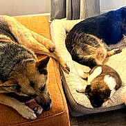 Khan is registered to the contest to win money with this photo: dog, puppy, pet, indoor, couch, dog_bed, chew_toy, brown, black, tan, fur, resting, laying_down, tongue_out, floor, home, curtain, relaxed, companion, cozy
