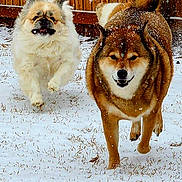 Red joined the competition — help win amazing prizes! active, animal, brown, canine, daytime, dog, fence, fur, happy, motion, nature, outdoor, pet, playing, running, snow, snowflakes, white, winter, yard
