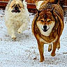 active, animal, brown, canine, daytime, dog, fence, fur, happy, motion, nature, outdoor, pet, playing, running, snow, snowflakes, white, winter, yard