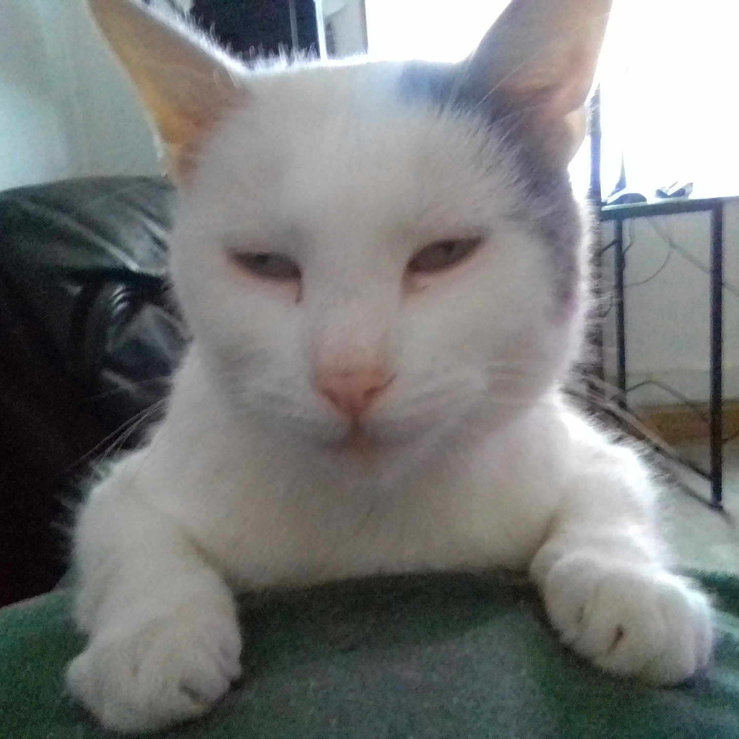 Moumoune participe au concours pour gagner de l'argent avec cette photo : animal, cat, closeup, cords, domestic_cat, ears, face, feline, floor, fur, indoor, leather_couch, paws, pet, relaxed, resting, sleepy, table, white_cat, window