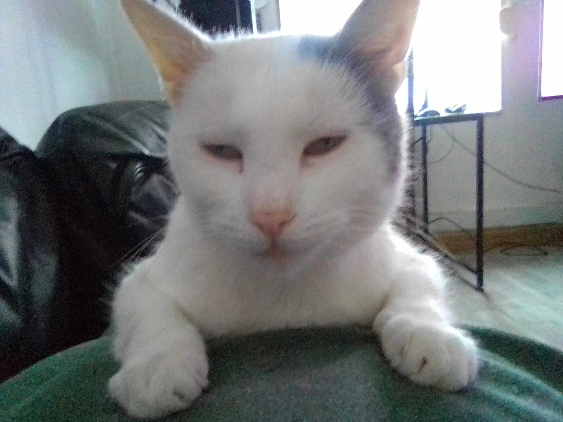 Moumoune participe au concours pour gagner de l'argent avec cette photo : cat, white_cat, indoor, feline, pet, paws, relaxed, sleepy, fur, animal, leather_couch, table, window, floor, cords, closeup, face, ears, domestic_cat, resting
