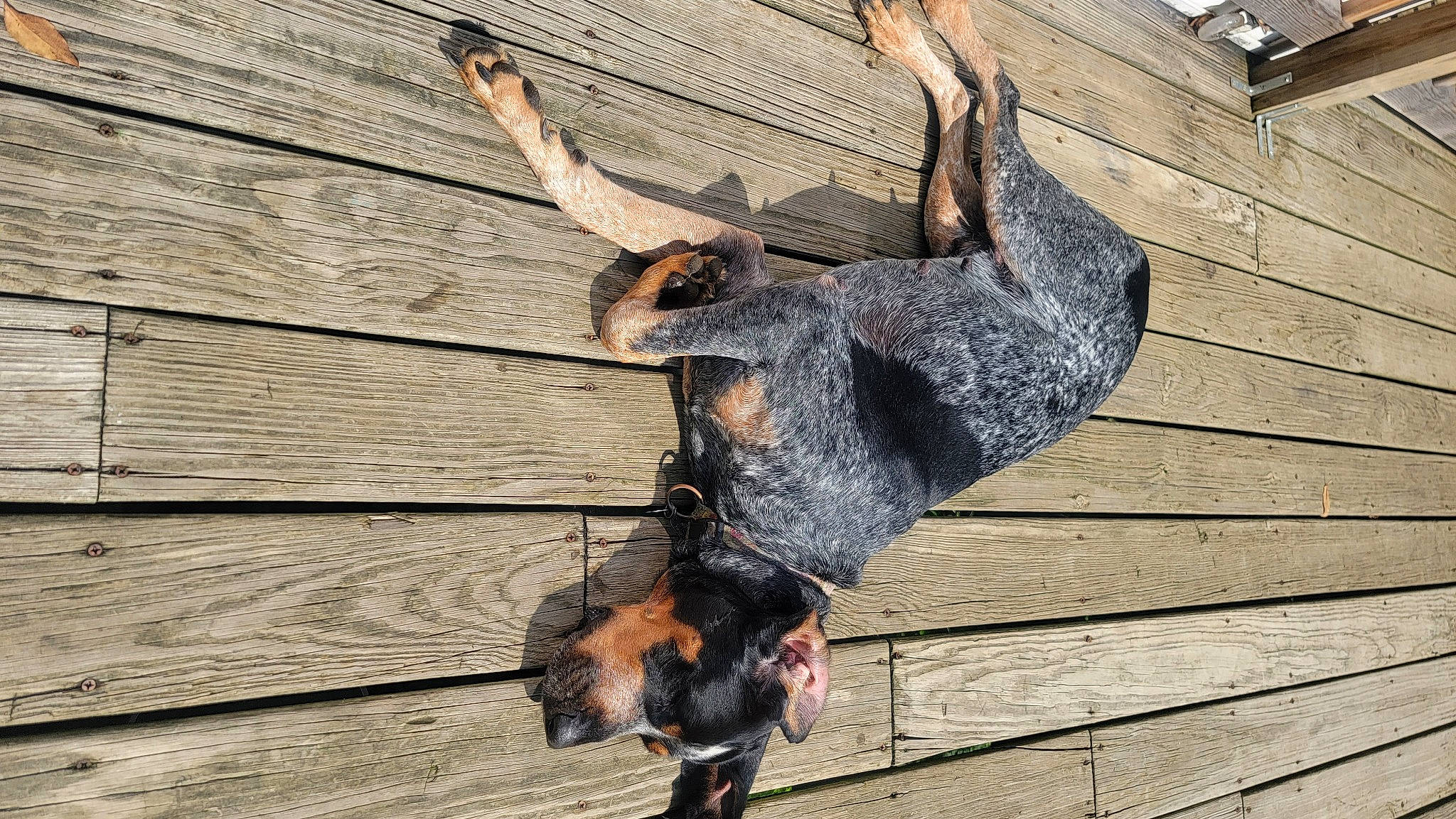 Freya joined the competition — help win amazing prizes! adventure, beak, canidae, dog_breed, dress, eye, fur, happy, jeans, metal, plant, recreation, rope, snout, tail, tree, trunk, twig, waist, wood