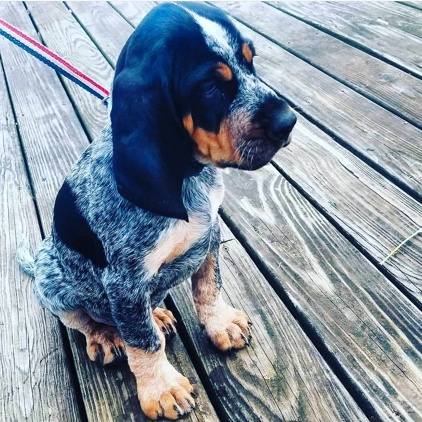 Freya joined the competition — help win amazing prizes! canidae, carnivore, collar, companion_dog, dog, dog_breed, dog_supply, electric_blue, fur, hardwood, hound, leash, paw, plank, snout, sporting_group, toy_dog, wood, working_animal, working_dog