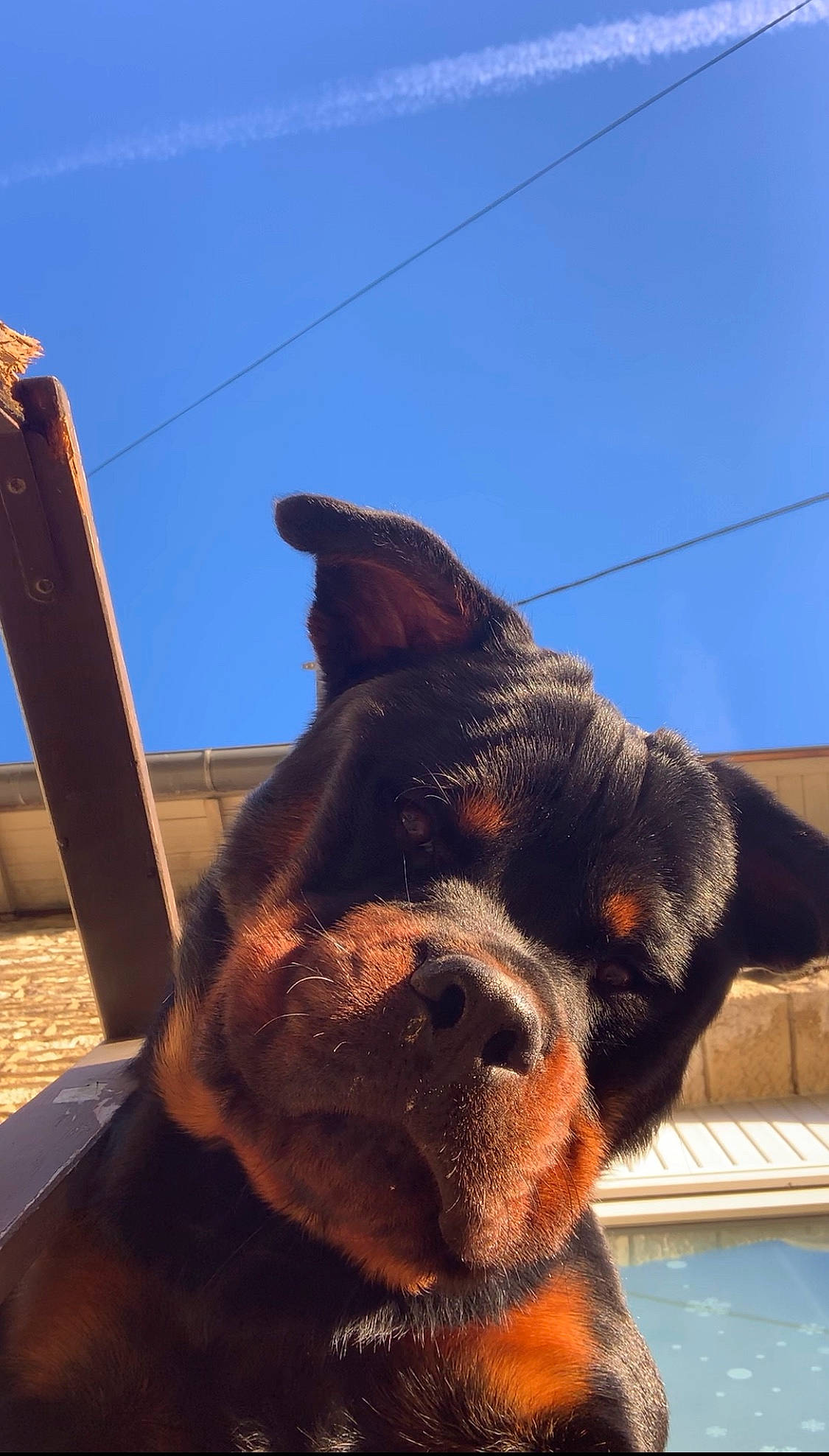 Reïka a rejoint le concours — aidez-le/la à gagner de superbes lots ! carnivore, dog, dog_breed, ear, electric_blue, eye, eyewear, fawn, fur, head, human_body, jaw, liver, sky, snout, sporting_group, terrestrial_animal, whiskers, wood, working_animal