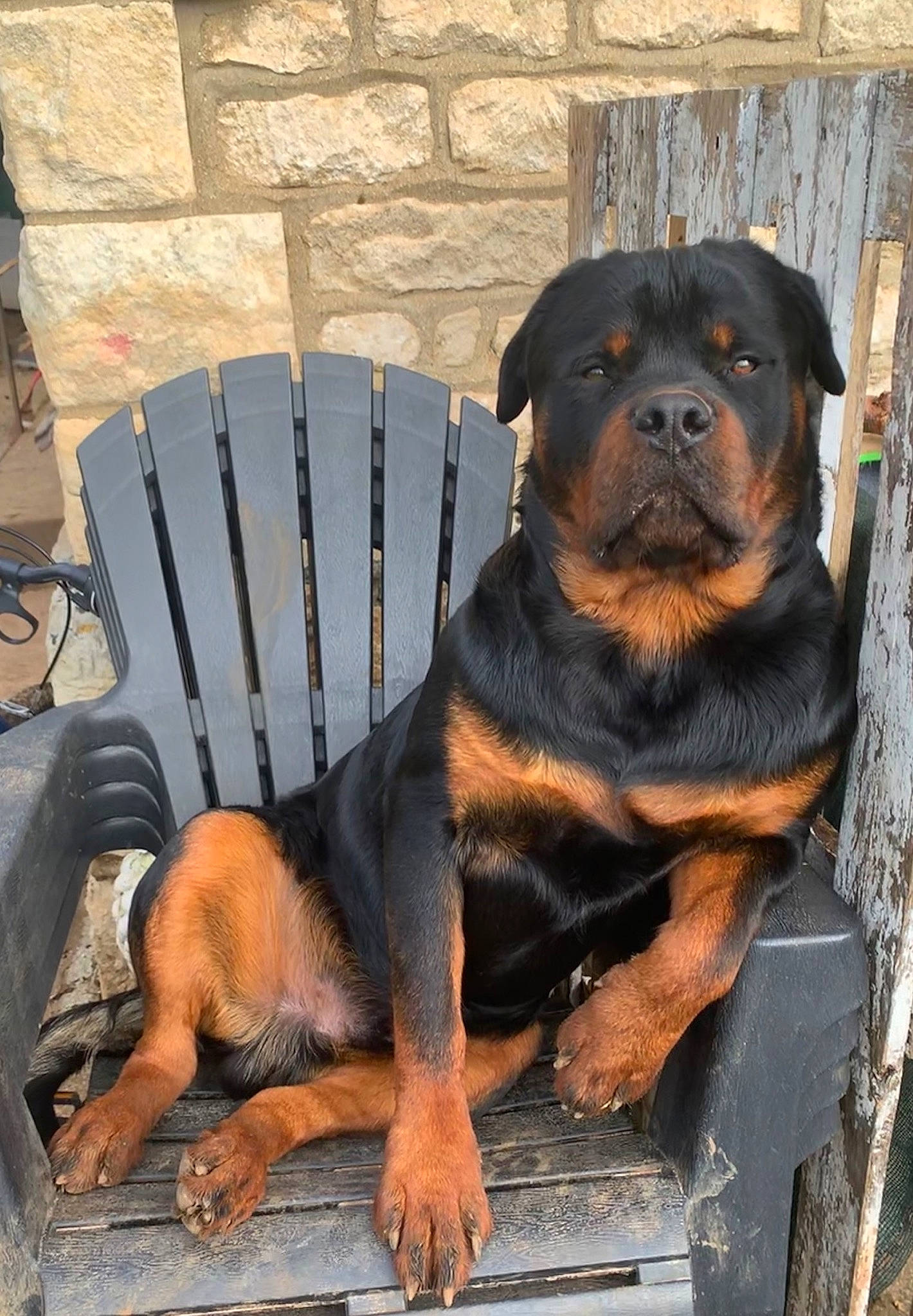 Reïka a rejoint le concours — aidez-le/la à gagner de superbes lots ! ancient_dog_breeds, canidae, carnivore, companion_dog, dog, dog_breed, fawn, fur, gaddi_kutta, gas, guard_dog, rottweiler, sitting, snout, sporting_group, terrestrial_animal, working_animal, working_dog