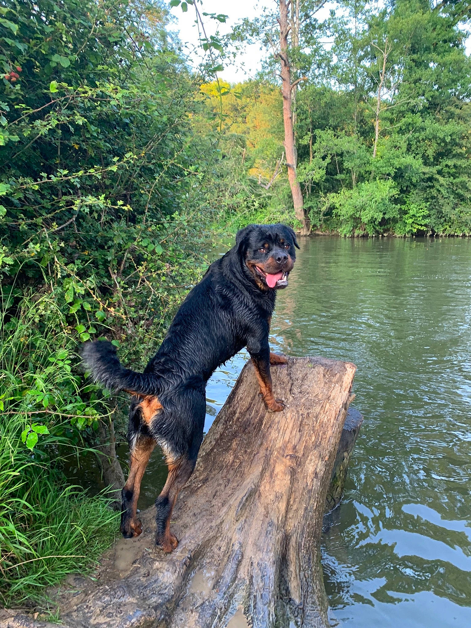 Reïka participe au concours pour gagner de l'argent avec cette photo : canidae, carnivore, companion_dog, dog, dog_breed, guard_dog, gun_dog, lake, leisure, plant, recreation, retriever, sporting_group, tail, terrestrial_animal, tree, water, water_dog, working_animal, working_dog