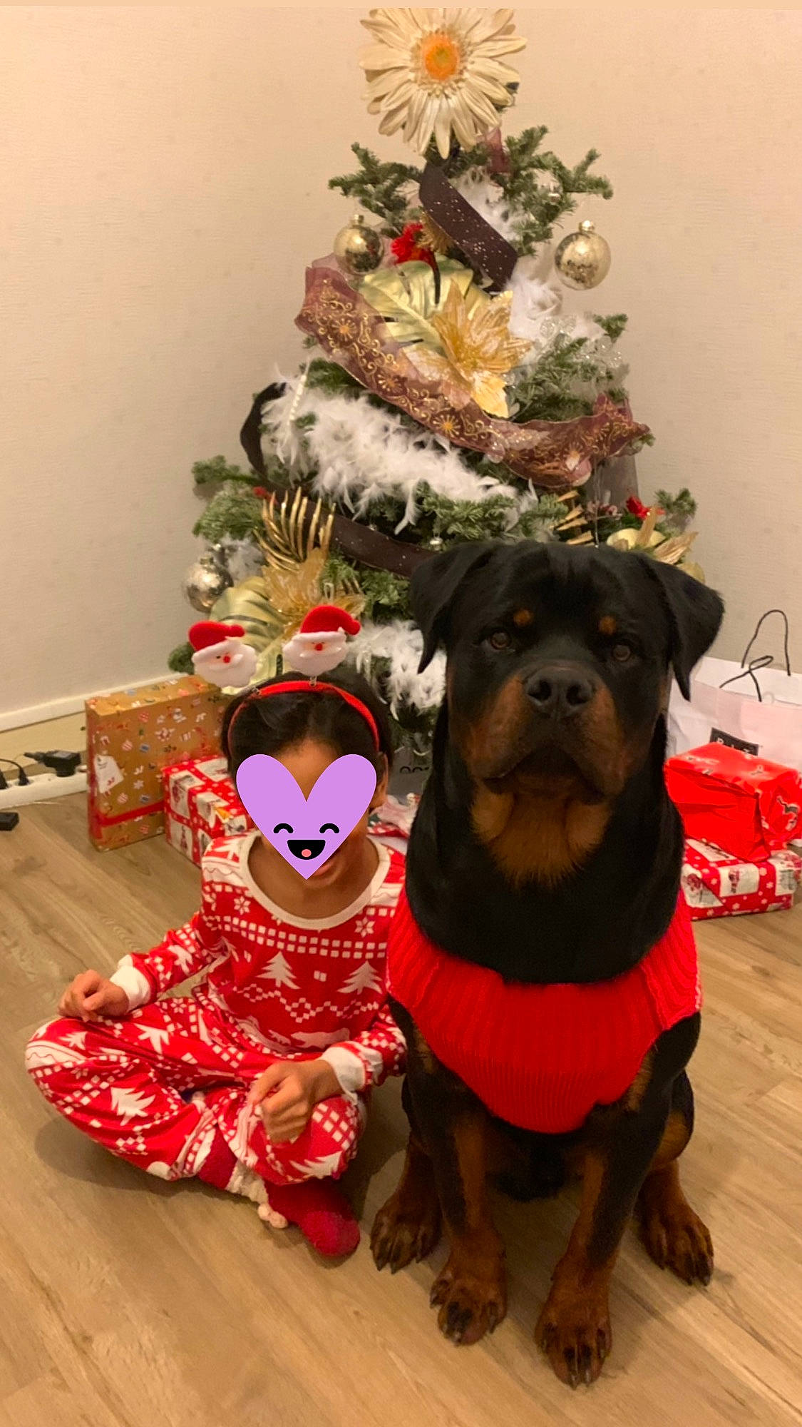 Reïka a rejoint le concours — aidez-le/la à gagner de superbes lots ! carmine, carnivore, christmas_tree, companion_dog, costume, costume_hat, dog, dog_breed, dog_supply, event, fawn, felidae, fictional_character, flooring, fur, hat, holiday, sporting_group, tradition, working_animal