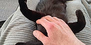 Vaïana participe au concours pour gagner de l'argent avec cette photo : black_cat, cat, pet, hand, blanket, indoor, relaxing, soft_texture, fur, paw, human_hand, cozy, comfort, resting, animal, cute, domestic, feline, home, touch