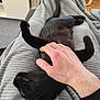 black_cat, cat, pet, hand, blanket, indoor, relaxing, soft_texture, fur, paw, human_hand, cozy, comfort, resting, animal, cute, domestic, feline, home, touch