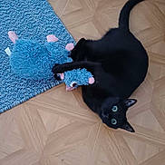Vaïana participe au concours pour gagner de l'argent avec cette photo : black_cat, cat, toy, stuffed_animal, blue_toy, floor, wooden_floor, rug, playful, pet, animal, indoor, green_eyes, feline, curious, mischievous, domestic_cat, cute, small, young_cat