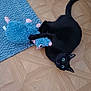 black_cat, cat, toy, stuffed_animal, blue_toy, floor, wooden_floor, rug, playful, pet, animal, indoor, green_eyes, feline, curious, mischievous, domestic_cat, cute, small, young_cat
