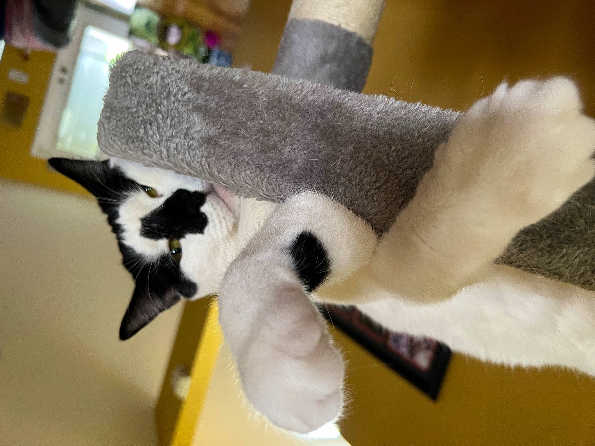 Domino joined the competition — help win amazing prizes! canidae, carmine, carnivore, cat, claw, companion_dog, dog_breed, domestic_short_haired_cat, felidae, fur, glove, non_sporting_group, paw, room, small_to_medium_sized_cats, snout, tail, terrestrial_animal, whiskers