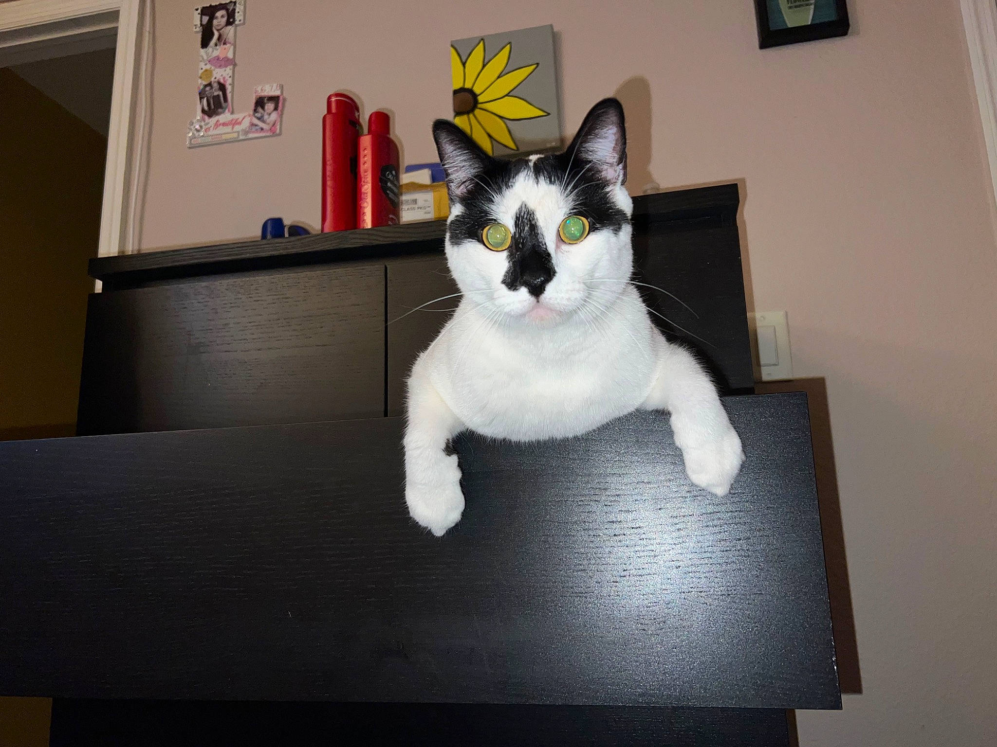 Domino joined the competition — help win amazing prizes! box, carnivore, cat, domestic_short_haired_cat, felidae, flooring, fur, paper_product, paw, peripheral, picture_frame, rectangle, room, small_to_medium_sized_cats, snout, tail, whiskers