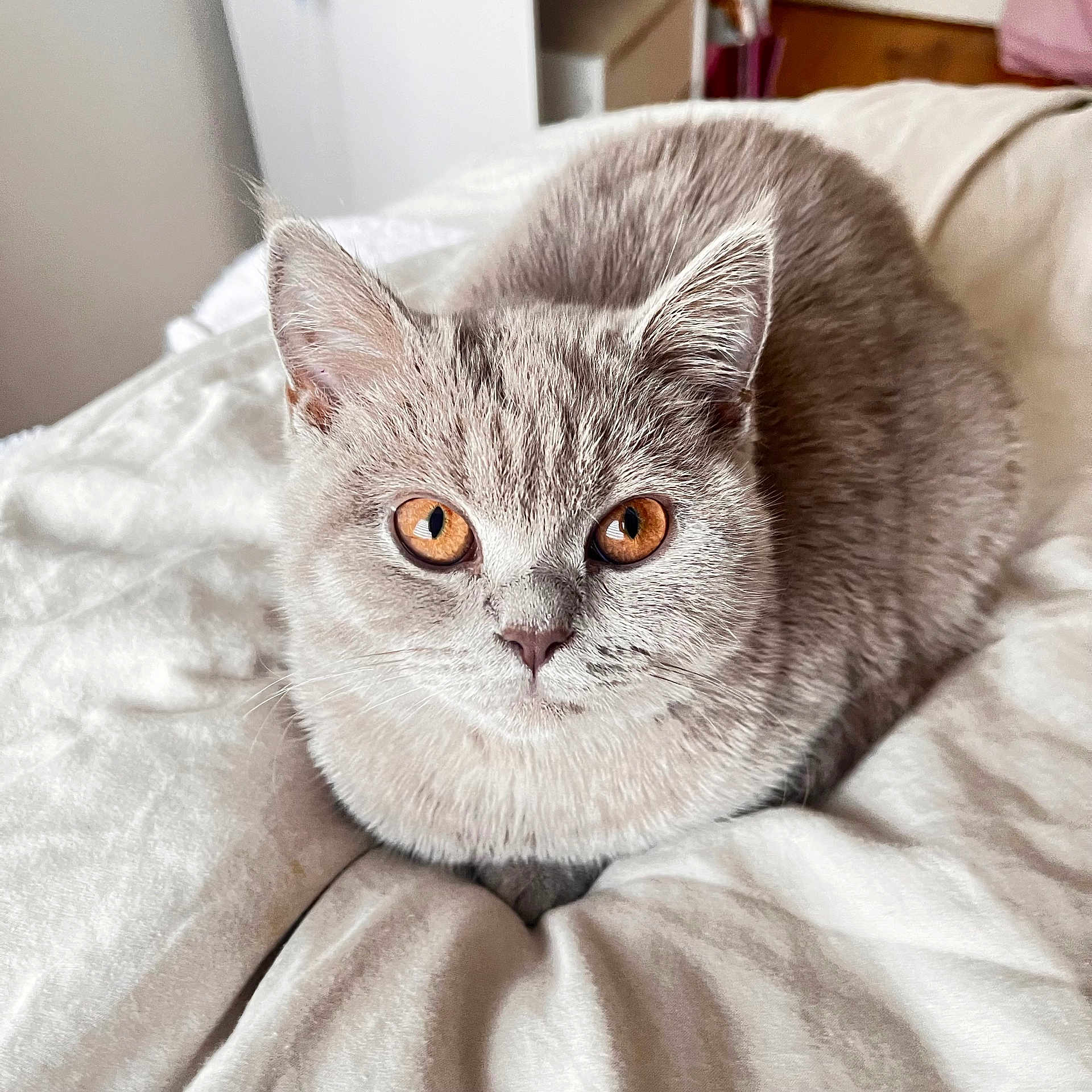 Nala a rejoint le concours — aidez-le/la à gagner de superbes lots ! cat, animal, pet, feline, cute, fluffy, gray_cat, amber_eyes, close_up, indoor, blanket, resting, cozy, fur, whiskers, ears, face, bedroom, soft_light, portrait