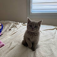 Nala a rejoint le concours — aidez-le/la à gagner de superbes lots ! kitten, cat, gray, fluffy, pet, indoor, bed, blanket, window, curtains, soft_light, cute, animal, feline, young, small, cozy, fur, sitting, curious