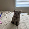 animal, bed, blanket, cat, cozy, curious, curtains, cute, feline, fluffy, fur, gray, indoor, kitten, pet, sitting, small, soft_light, window, young
