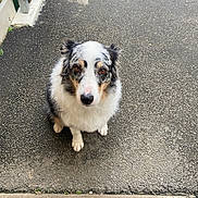 Samy participe au concours pour gagner de l'argent avec cette photo : dog, animal, pet, outdoor, asphalt, fence, white_fur, black_fur, brown_fur, sitting, portrait, canine, looking_at_camera, fluffy, ears, paws, nose, eyes, fur_pattern, sidewalk