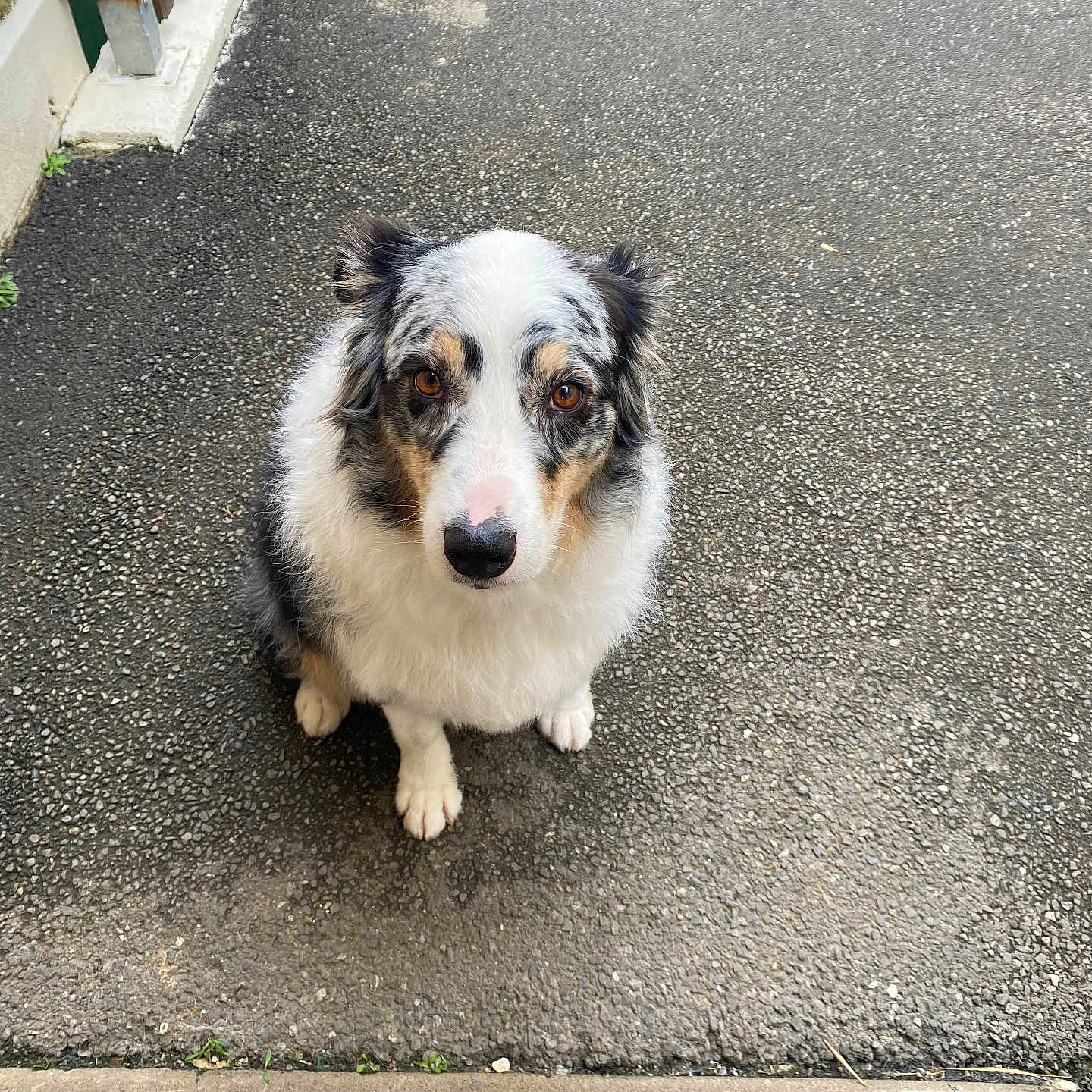Samy participe au concours pour gagner de l'argent avec cette photo : dog, animal, pet, outdoor, asphalt, fence, white_fur, black_fur, brown_fur, sitting, portrait, canine, looking_at_camera, fluffy, ears, paws, nose, eyes, fur_pattern, sidewalk