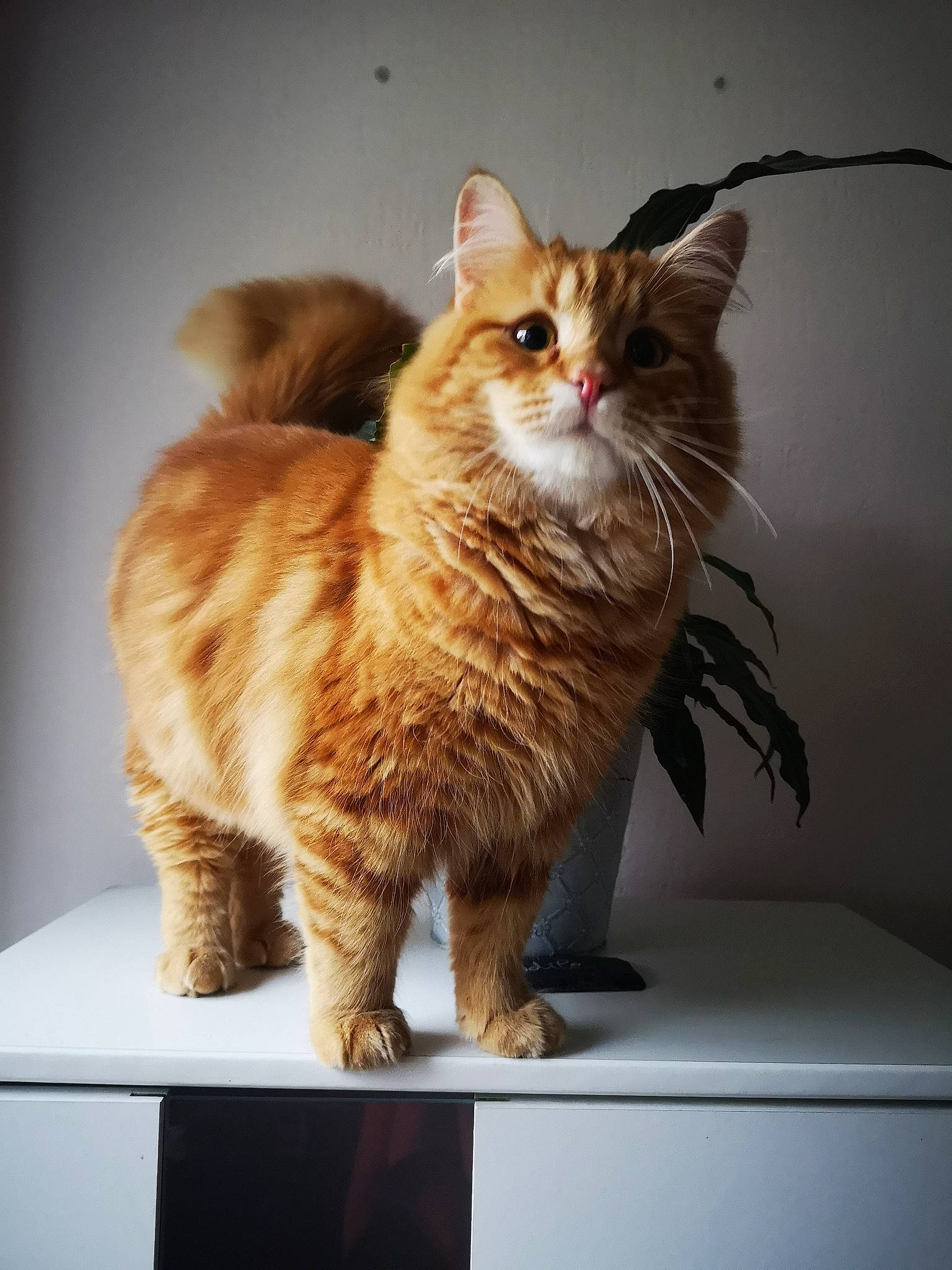 Roucky a rejoint le concours — aidez-le/la à gagner de superbes lots ! art, carnivore, cat, claw, domestic_short_haired_cat, fawn, felidae, fur, paw, small_to_medium_sized_cats, snout, tail, whiskers, window, wood