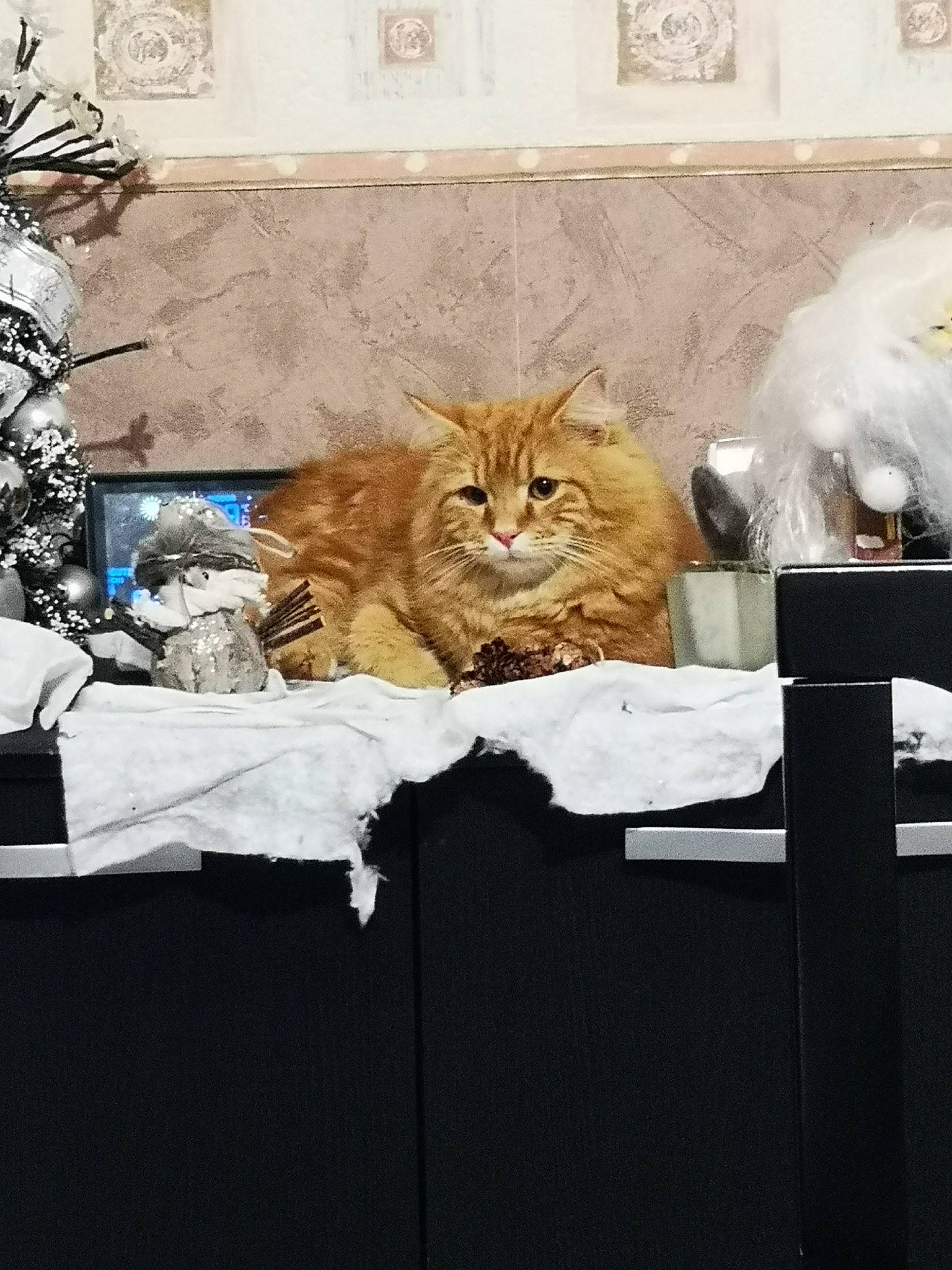 Roucky participe au concours pour gagner de l'argent avec cette photo : art, carnivore, cat, comfort, domestic_short_haired_cat, door, fawn, felidae, flooring, fur, linens, painting, room, small_to_medium_sized_cats, street, textile, whiskers, window, winter, wood