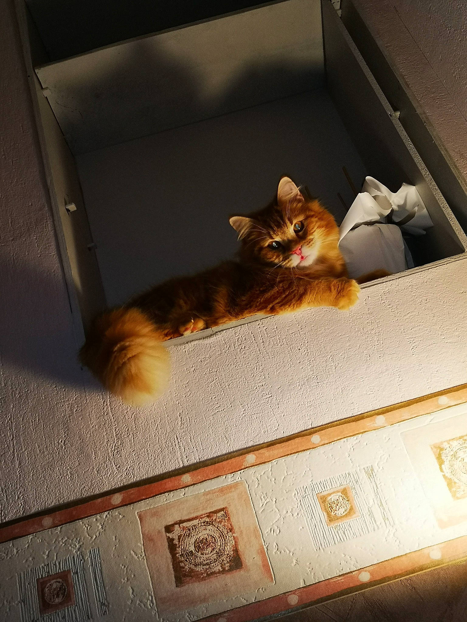 Roucky a rejoint le concours — aidez-le/la à gagner de superbes lots ! box, brown, cardboard, carnivore, cat, comfort, domestic_short_haired_cat, fawn, felidae, fur, hardwood, metal, rectangle, room, shipping_box, small_to_medium_sized_cats, tail, tints_and_shades, whiskers, wood