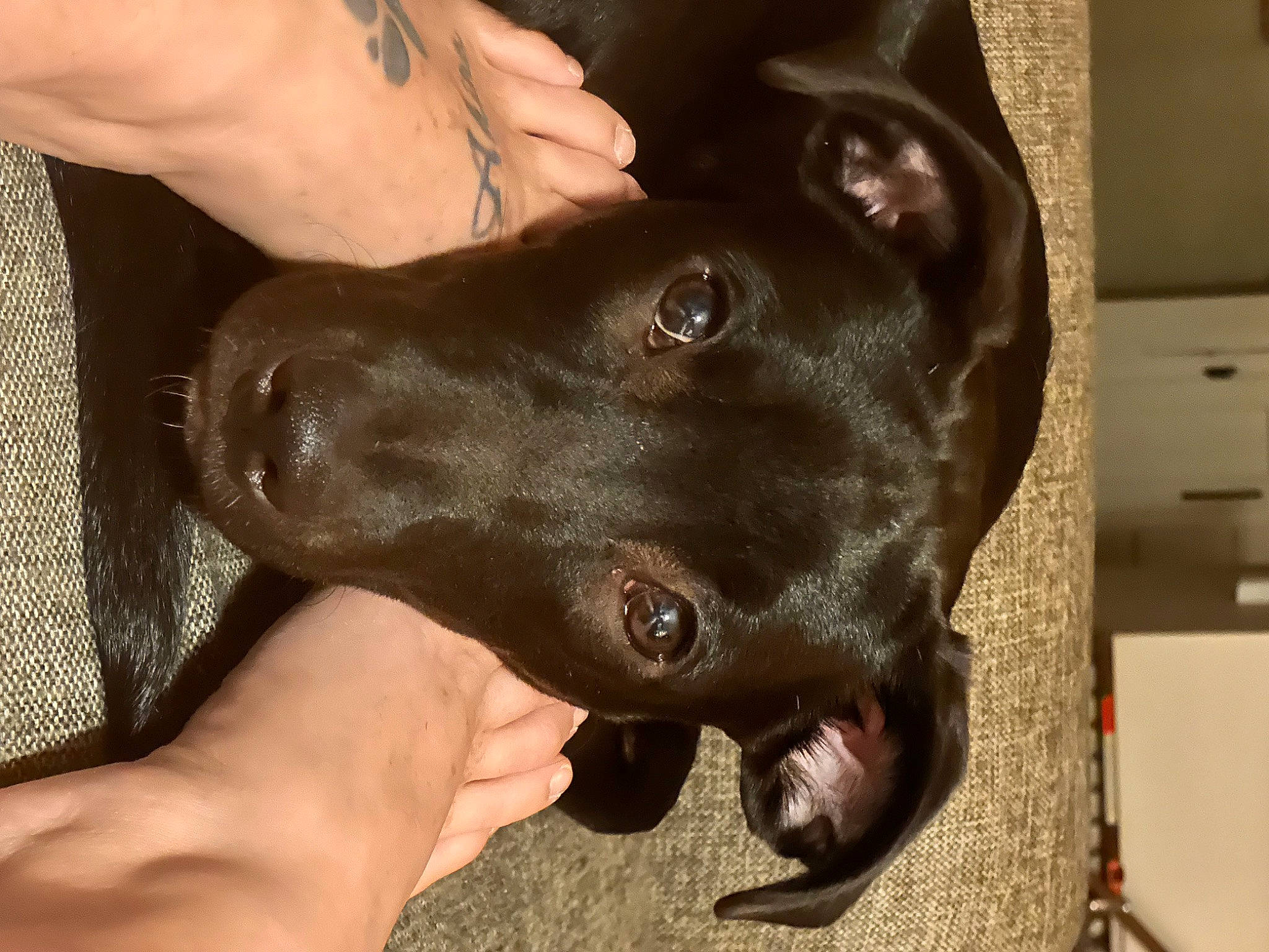 Finley joined the competition — help win amazing prizes! canidae, carnivore, collar, companion_dog, dog, dog_breed, dog_collar, ear, fawn, finger, gesture, hand, jaw, liver, nail, snout, sporting_group, thumb, whiskers, working_animal